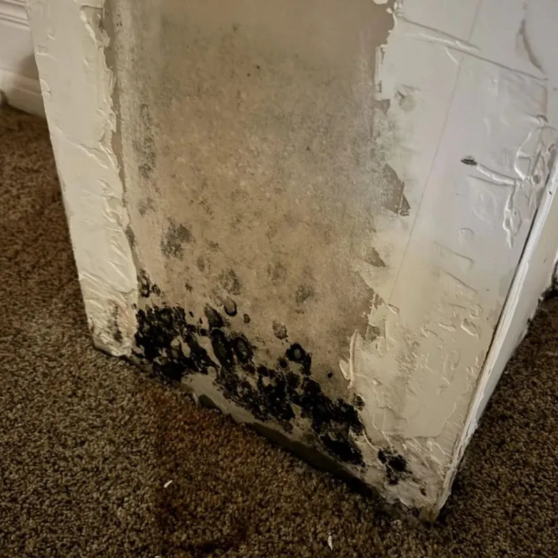 Professional Mold Removal in Apple Creek, OH